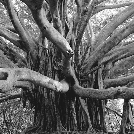 Banyan Tree - Maui