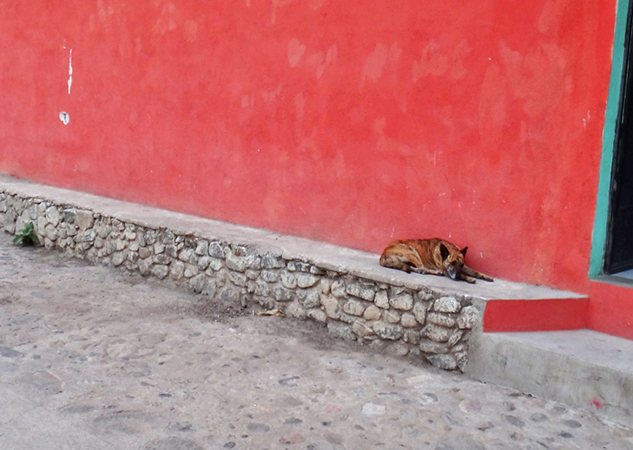 Dog in Guatemala
