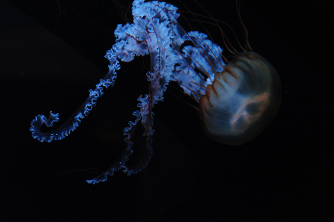 jellyfish 1