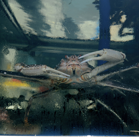 Crab in tank